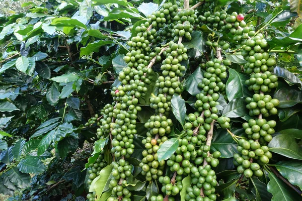Green coffee beans on stem