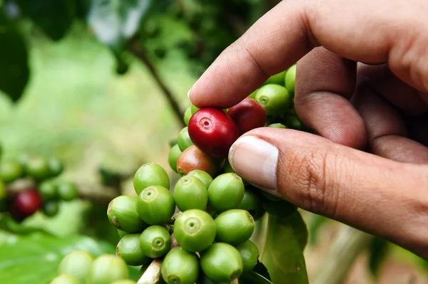 Close up hand keep coffee beans