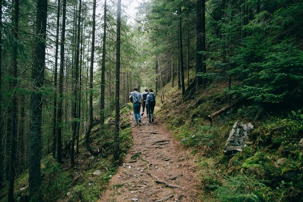 People walking in misty coniferous forest