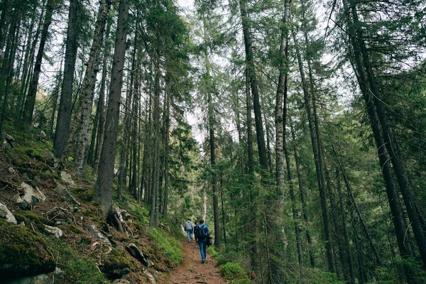 People walking in misty coniferous forest