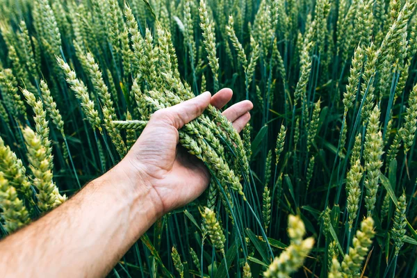 Wheat field with farmer\'s hand