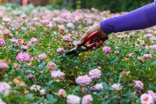 Hands with pruning shears.So angerous. Rose pruning. Flower gard