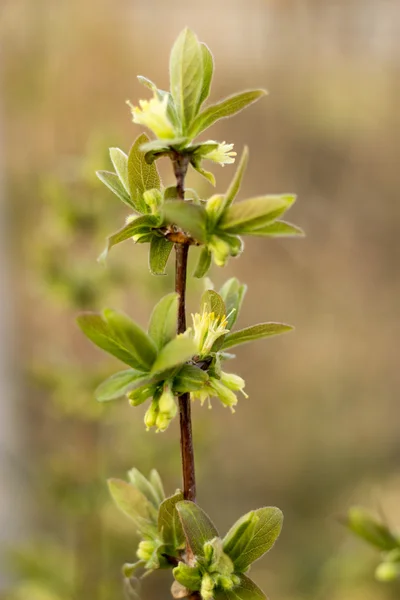 Young branches and leaves and flowers of honeysuckle