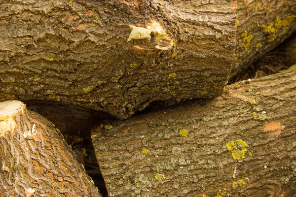 Wood, bark, wood structure, cut down a tree