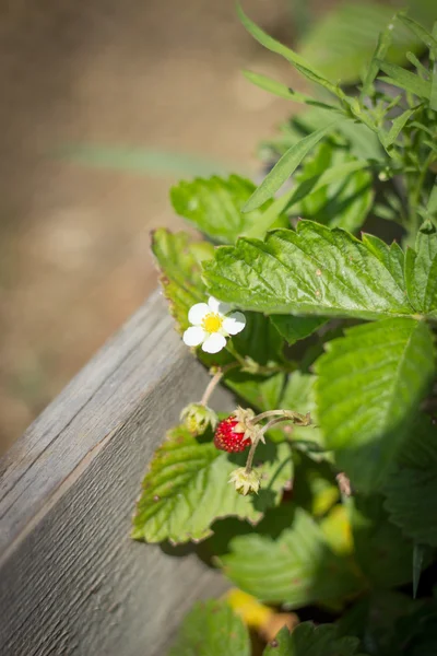 Flowering bush strawberries, strawberry flowers on blurred background
