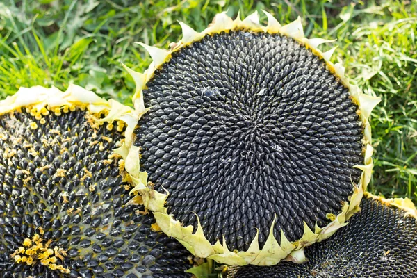 Hats sunflower seeds ripe, black sunflower seeds in the autumn g
