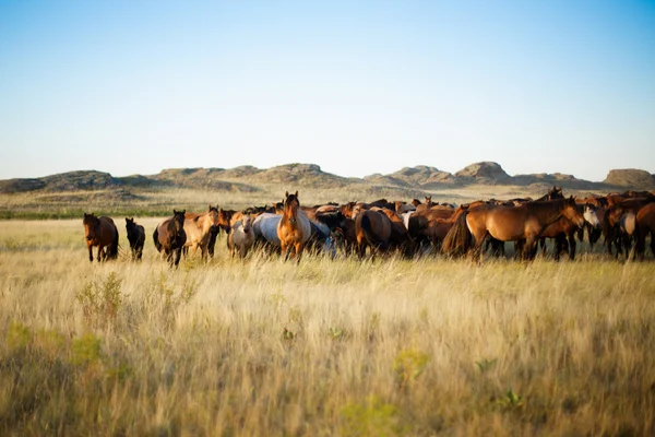Herd of horses in kazakh steppe