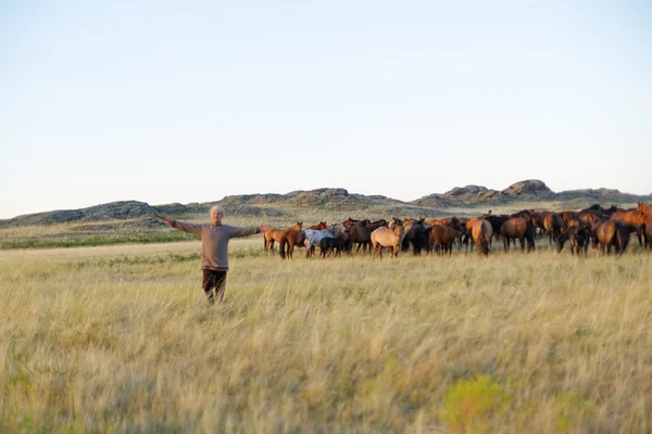 Herd of horses in kazakh steppe