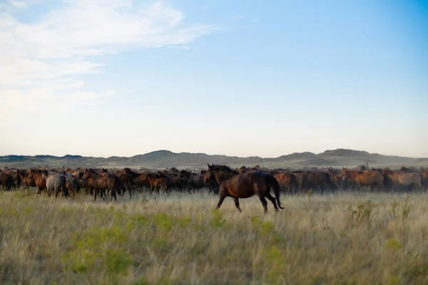 Herd of horses in kazakh steppe