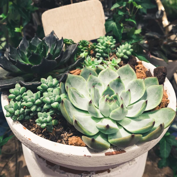 Cactus Succulent plants Arrangement in Bowl home decoration