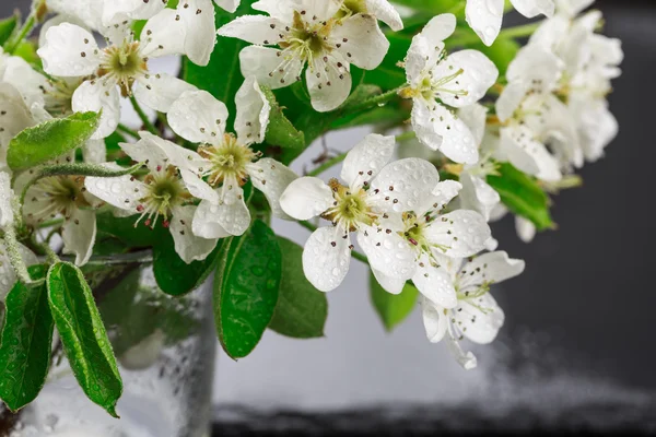 Apple flowers and leaves with water drops