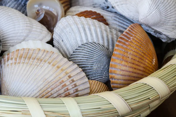 Shells in Sweetgrass Basket