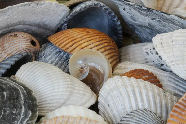 Be Unique - Interesting Seashell