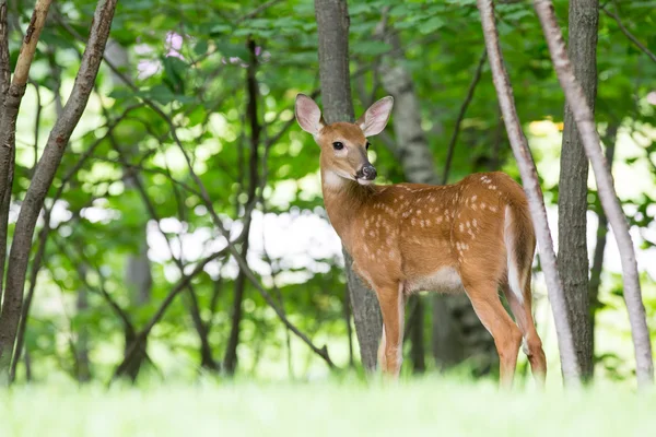 Spotted Fawn Looking Back Over Shoulder