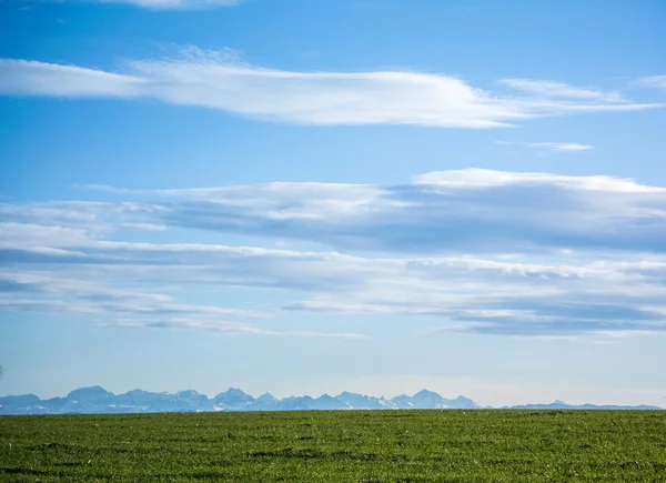 Grass field under clear blue sky with mountains on the horizon