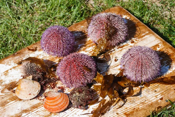 Sea hedgehogs and scallop