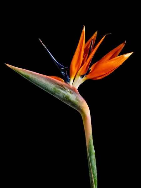 Strelitzia - exotic flower