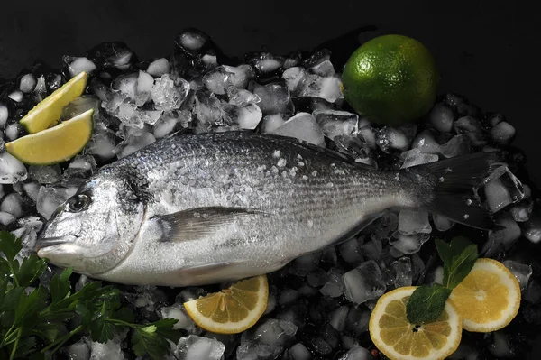 Dorado fish lying on  ice cubes, salt, parsley lime and lemon. T