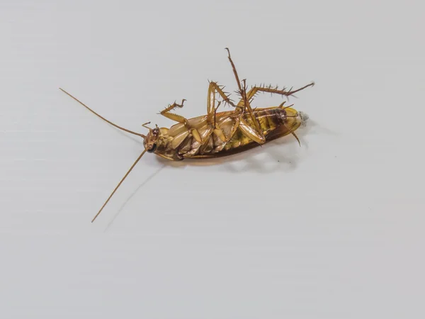 Cockroach isolated on a white
