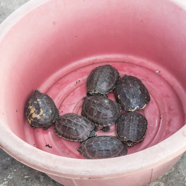 Many turtles in a plastic bucket Kaen Nakhon Lake Park area.