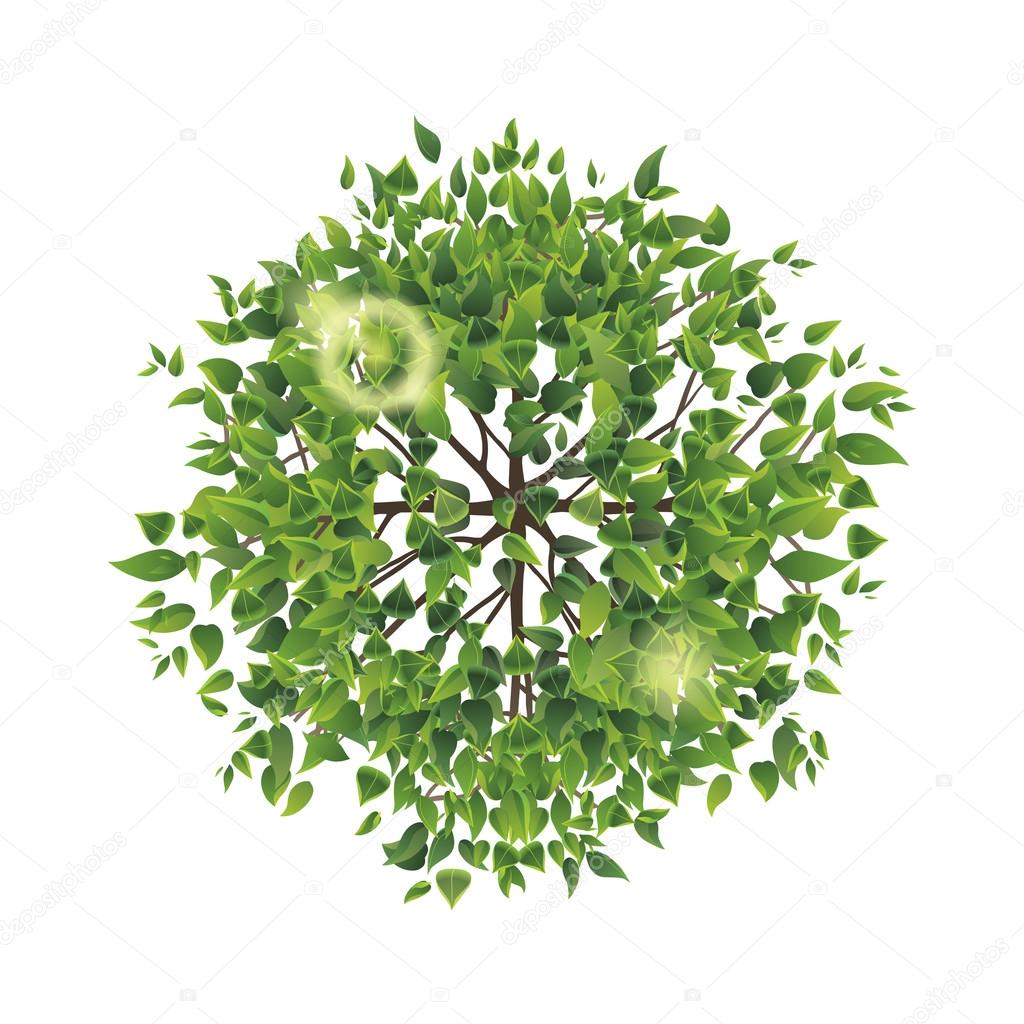tree clipart top view - photo #19