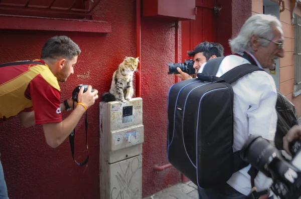 Photographers are interested in the cat model study