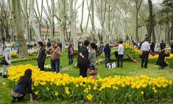 Istanbul Tulip Festival. Seasonal tulip festivals celebrated in