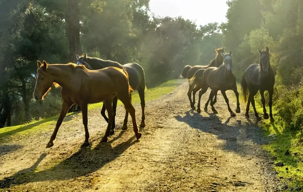 Horses, Free-Range Horses in Buyukada