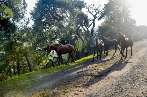 Horses, Free-Range Horses in Buyukada