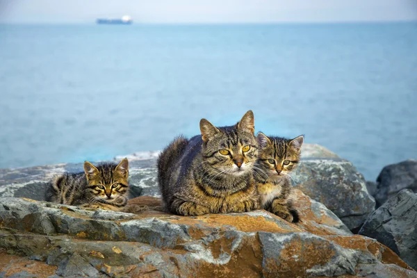 Mother on the sea rocks family of Cats and Kittens