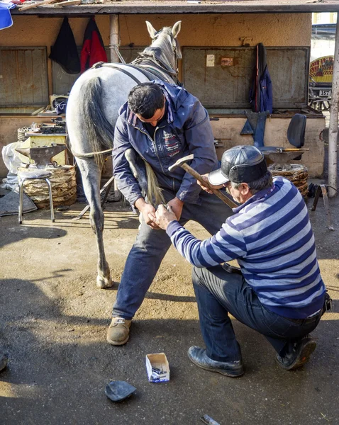 Farrier. Horse\'s hoof nailing on shoes