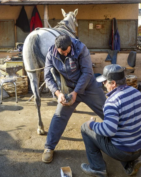 Farrier. Horse\'s hoof nailing on shoes