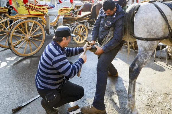 Farrier. Horse's hoof nailing on shoes