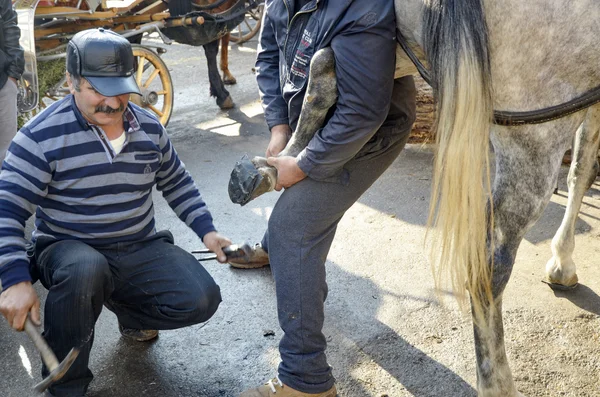 Farrier. Horse\'s hoof nailing on shoes