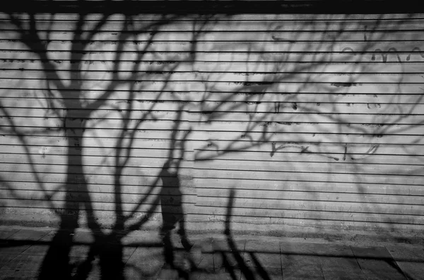 Twilight shadows. Tree shadow reflected on the wall. Background.