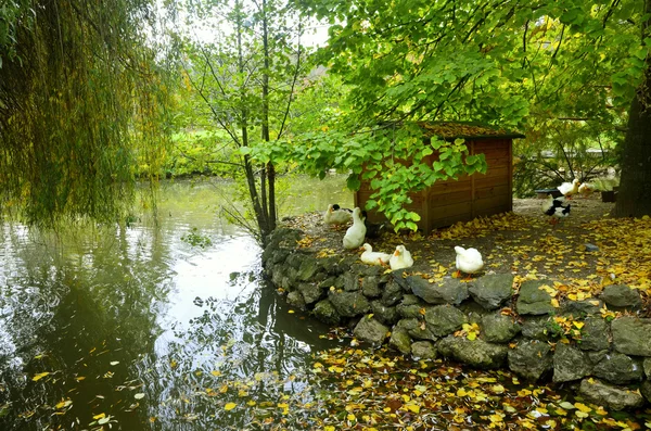 Autumnal scene with yellow, ducks under the willow tree.