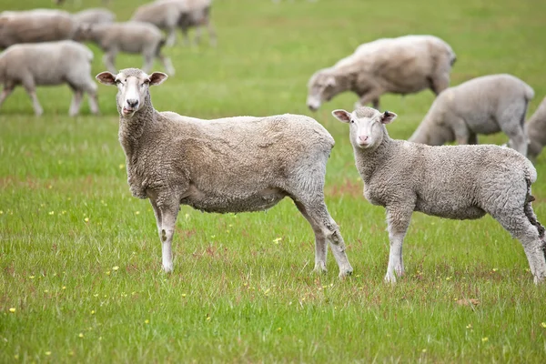 Curious sheeps