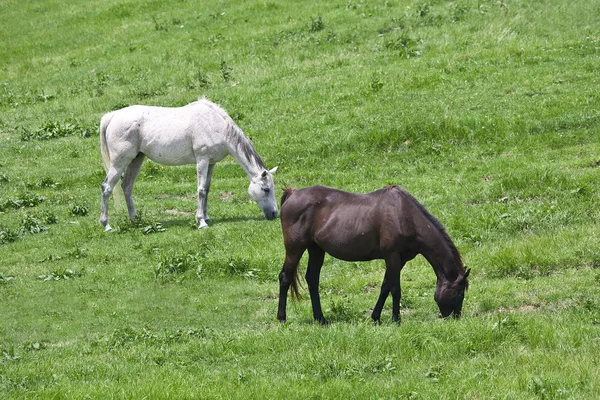 Black and white horses feeding grass