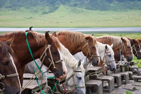 Row of horses