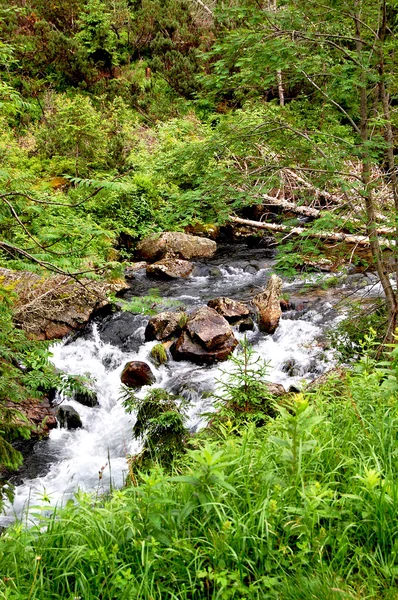 Wild  rapid mountain stream in the middle of the forest