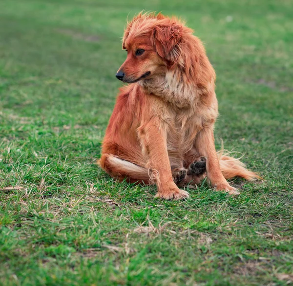 Dog Collar Sitting On Grass