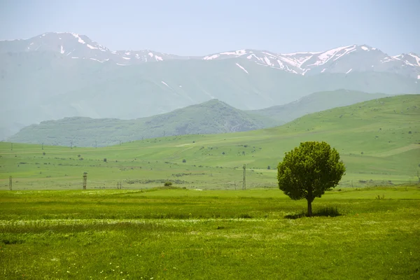 Idyllic landscape with single tree and mountains on background
