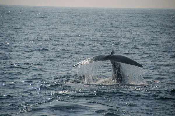 Blue Whale tail