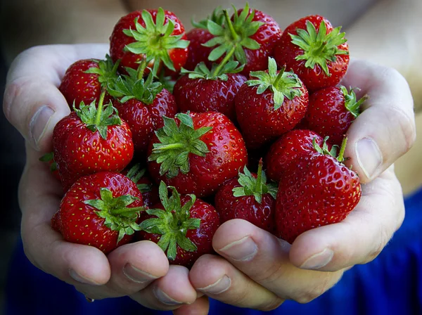 Man hold in cupped of the hand strawberries