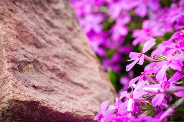 Purple Flowers On The Stone