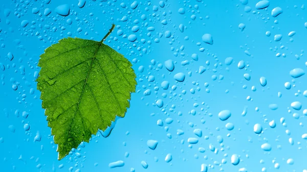 Rain drops on window