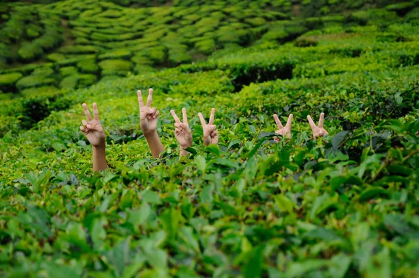 Children waving hand in the tea plantation