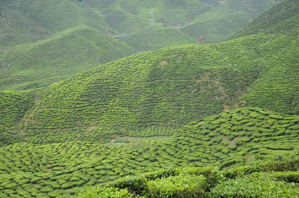 Green Tea plantation in Cameron Highland Valley