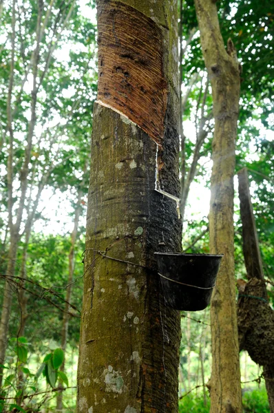 Milky latex extracted from rubber tree or a.k.a. Hevea Brasiliensis as a source of natural rubber