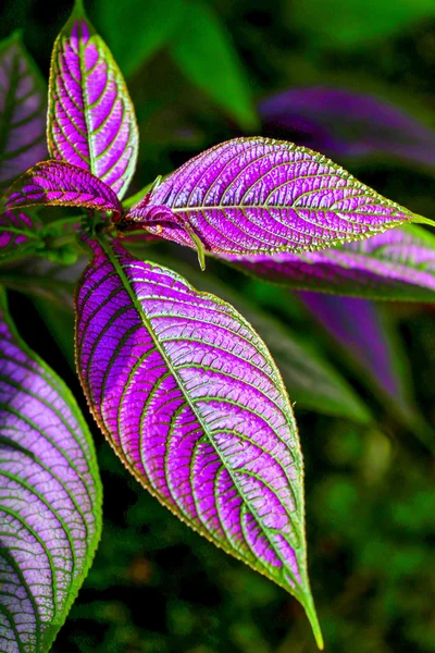 Purple and green tropical leaf in a jungle.